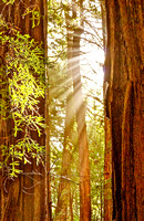 Sunrise at Muir Woods National Park (Featured in the Shot are Coastal Redwoods)