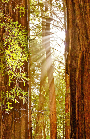 Sunrise at Muir Woods National Park (Featured in the Shot are Coastal Redwoods)