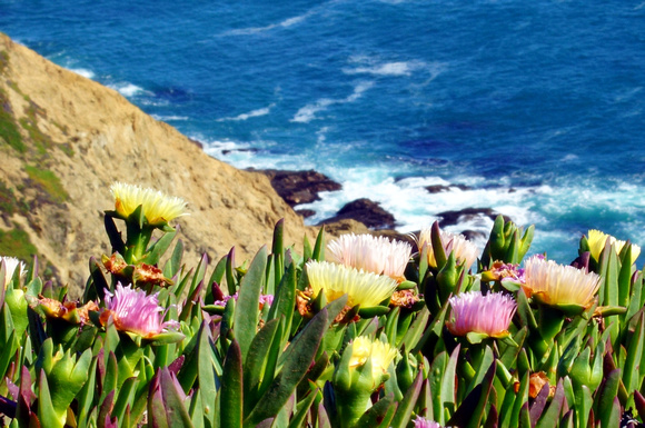 Ice Plant Bloom at Point Reyes Lighthouse